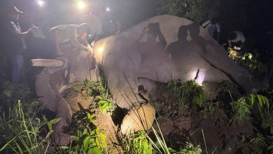(Chitwan National Park has fitted the wild elephant ‘Dhrube’ with a radio collar.. Photo: RSS)