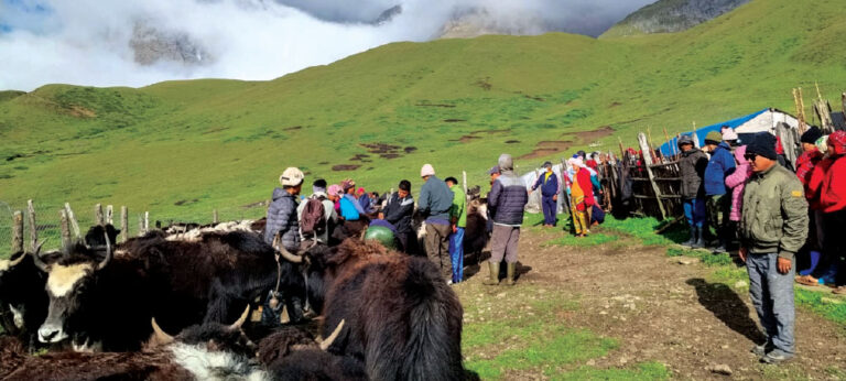 Yak festival