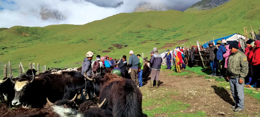 Yak festival