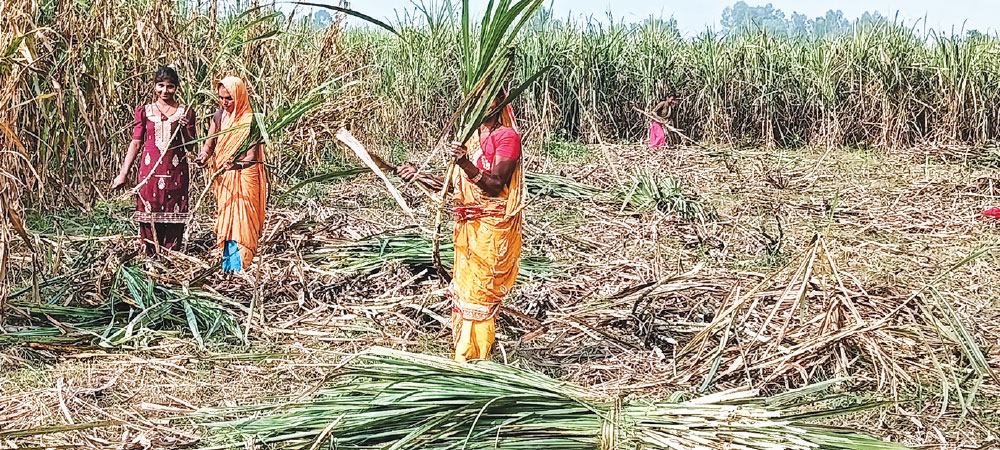 sugarcane