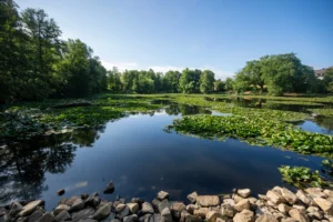 (Water lilies form small islands on Mattheiser Pond. where the water level has dropped and the shoreline is nearly dry following several days of prolonged dry weather, in Trier, Germany, Thursday, Aug. 6, 2026.  Photo: Harald Tittel via AP)
