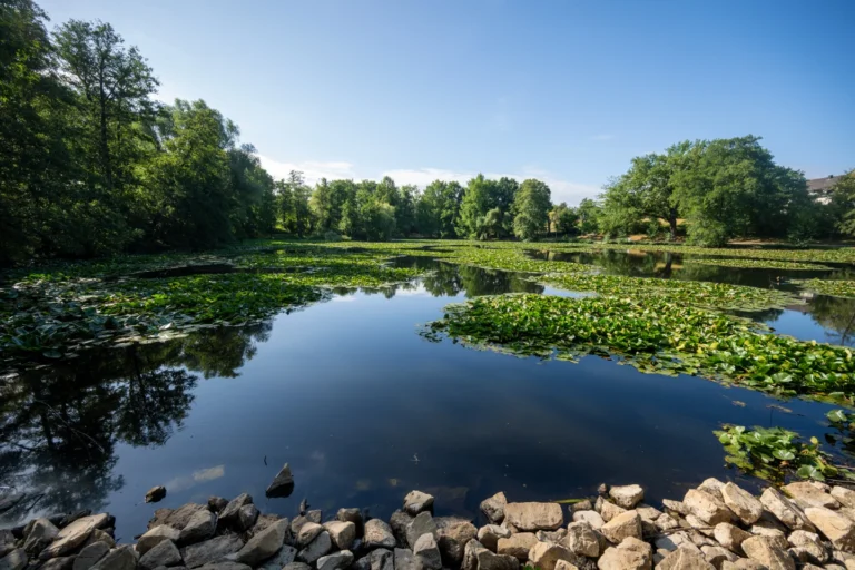 (Water lilies form small islands on Mattheiser Pond. where the water level has dropped and the shoreline is nearly dry following several days of prolonged dry weather, in Trier, Germany, Thursday, Aug. 6, 2026.  Photo: Harald Tittel via AP)