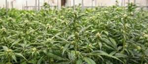 Marijuana