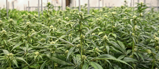 Marijuana