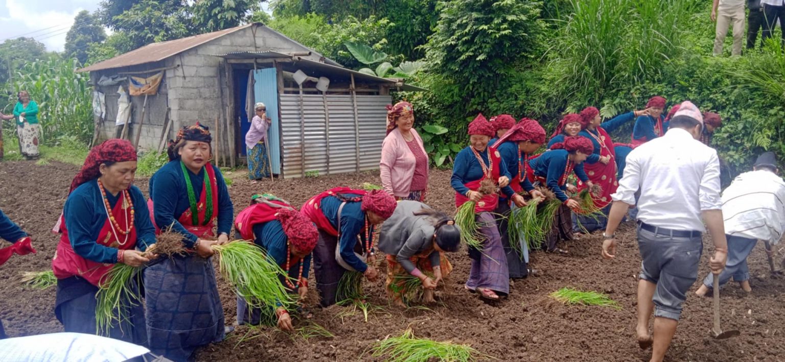 Second millet planting festival