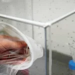 (Francesco Severino, a senior researcher in medical entomology, places a net over a cage containing mosquitoes inside a laboratory at the Italian National Institute of Health in Rome, Friday, Sept. 18, 2026. AP Photo: Gregorio Borgia)