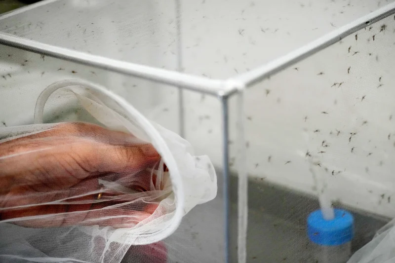 (Francesco Severino, a senior researcher in medical entomology, places a net over a cage containing mosquitoes inside a laboratory at the Italian National Institute of Health in Rome, Friday, Sept. 18, 2026. AP Photo: Gregorio Borgia)