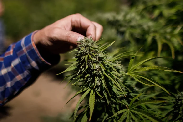 Marijuana