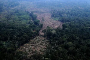 (Trees lie in a deforested area of the Amazon rainforest in the municipality of Autazes, Amazonas state, Brazil, Oct. 15, 2026. (AP File Photo: Edmar Barros)