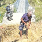 Harvest paddy