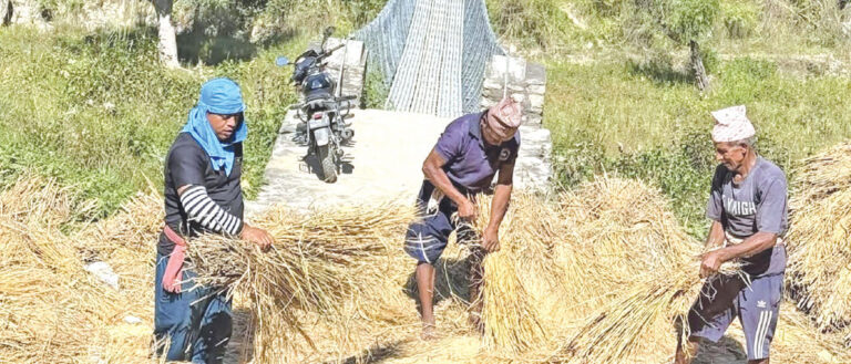 Harvest paddy