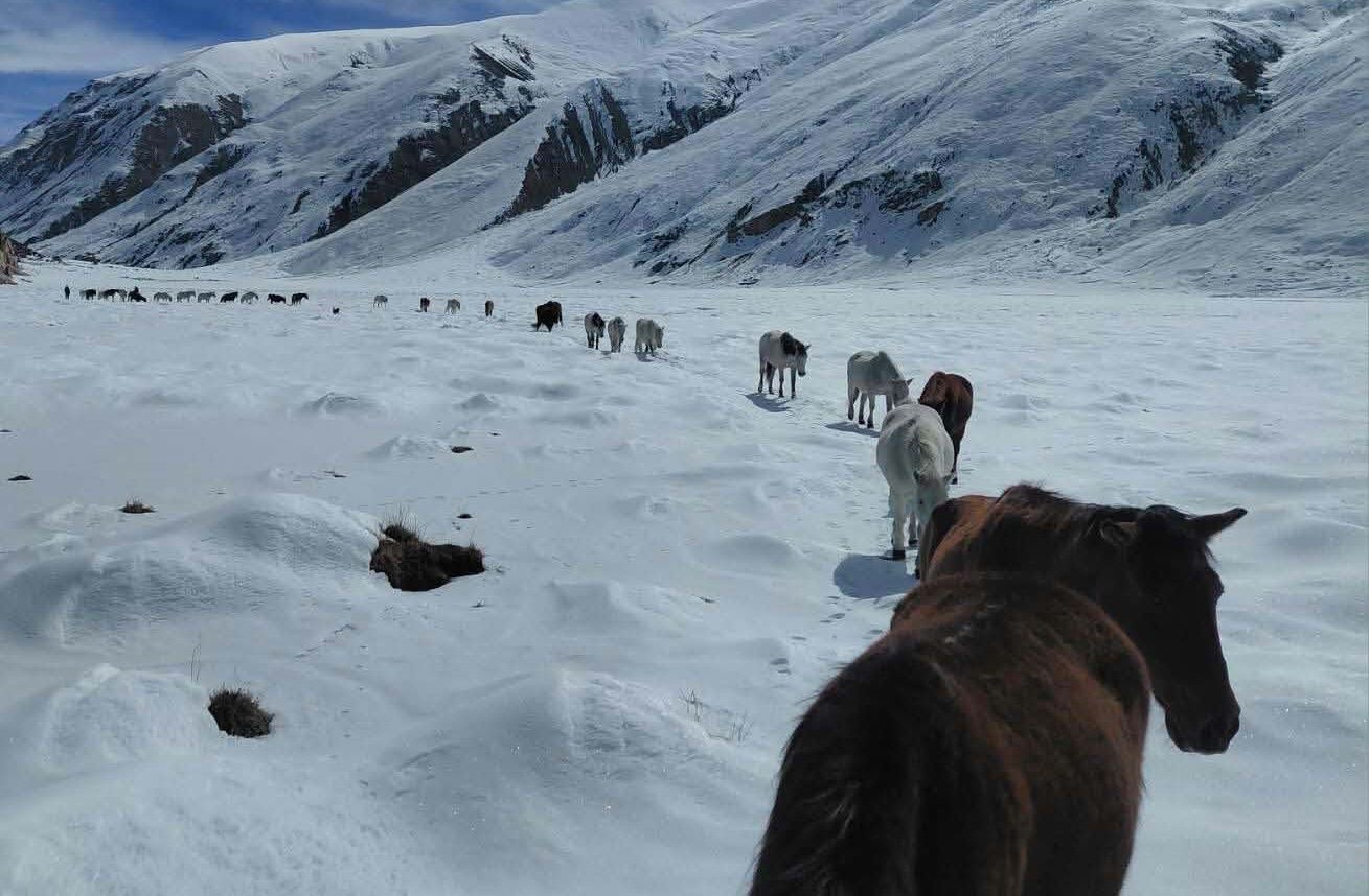 (Livestock, including missing chauri cows, found at Sankya Khola. Photo courtesy: Paljor Tamang)